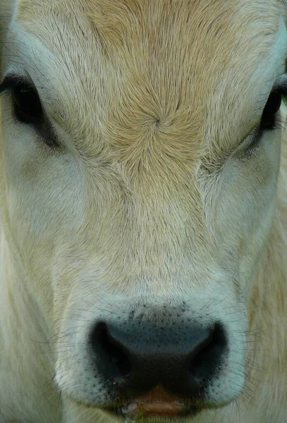 Cabeça Retrato Uma Vaca Perto — Fotografia de Stock