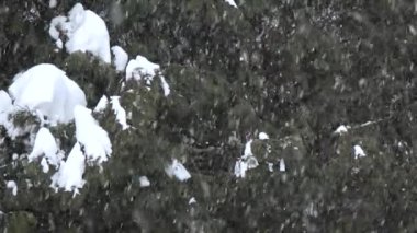 Kar yağışı doğada mevsimseldir. Arkaplanda ağaçların manzarası.