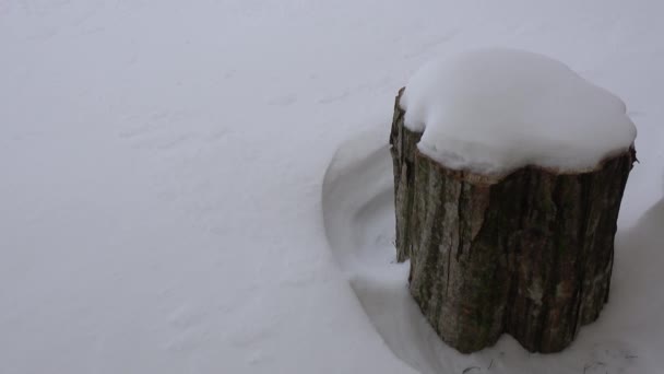 Stumpf Und Schnee Saisonaler Wetterwechsel — Stockvideo