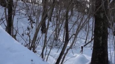 Yapraksız ağaçların karlı manzarası. Doğal arka plan. Güzel doğa. Mevsimsel hava değişimi. Soğuk kış.