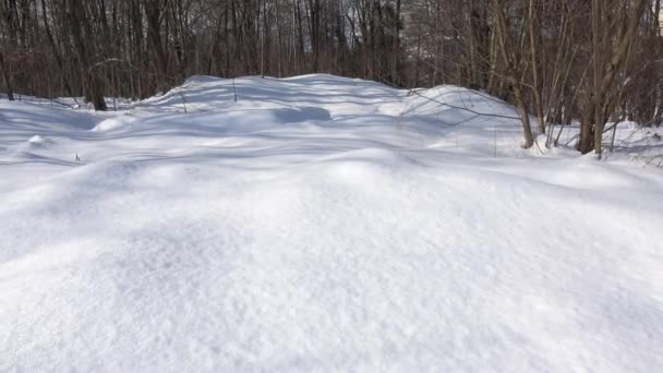 Paisaje Nieve Árboles Fondo Natural Hermosa Naturaleza Cambio Estacional Clima — Vídeos de Stock