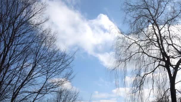 Boom Blauwe Lucht Met Witte Wolken Natuurlijke Landschap Achtergrond Prachtige — Stockvideo