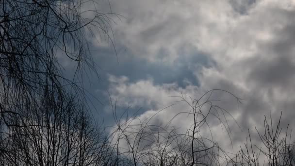 有白云的蓝天和树 自然景观背景 美丽的大自然天气的季节性变化 — 图库视频影像