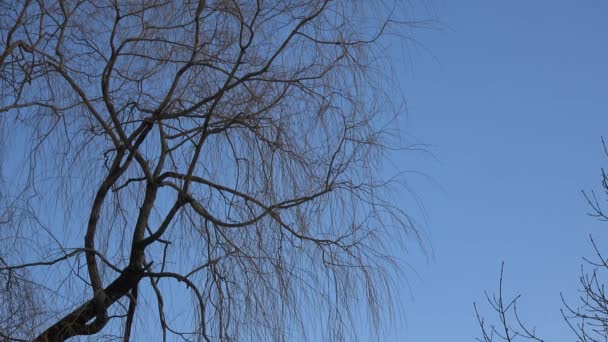 Árbol Cielo Azul Con Nubes Blancas — Vídeos de Stock