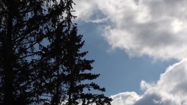 Дерево Блакитне Небо Білими Хмарами — стокове відео