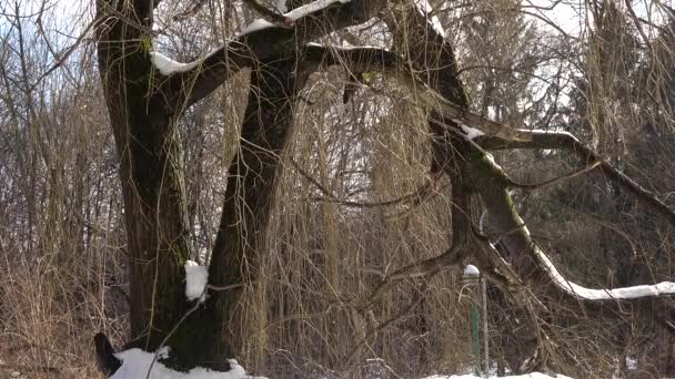 Kışın Yapraksız Dalları Olan Bir Ağaç Doğal Arka Plan Güzel — Stok video