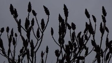 Gri arkaplanda dallar.