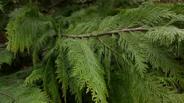 Almofada Thuja Verde Perto — Vídeo de Stock