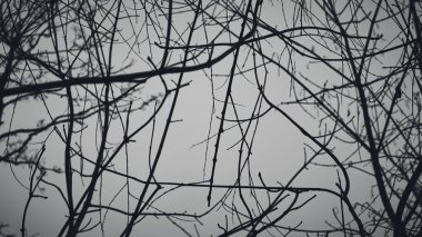 Gri arka planda ağaç dalları. Mevsimsel hava değişimi. Arkaplan karla kaplı. Siyah beyaz fotoğraf.