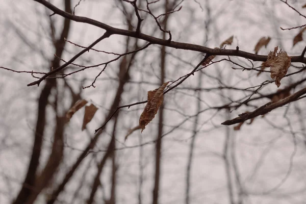 Feuille Automne Sur Une Branche Arbre Fond Flou Changement Saisonnier — Photo