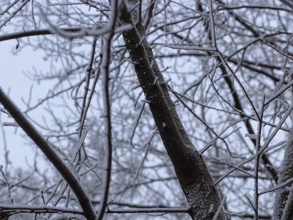 树枝上覆盖着白霜 天气的季节性变化 被雪覆盖的分枝背景 黑白照片 — 图库照片