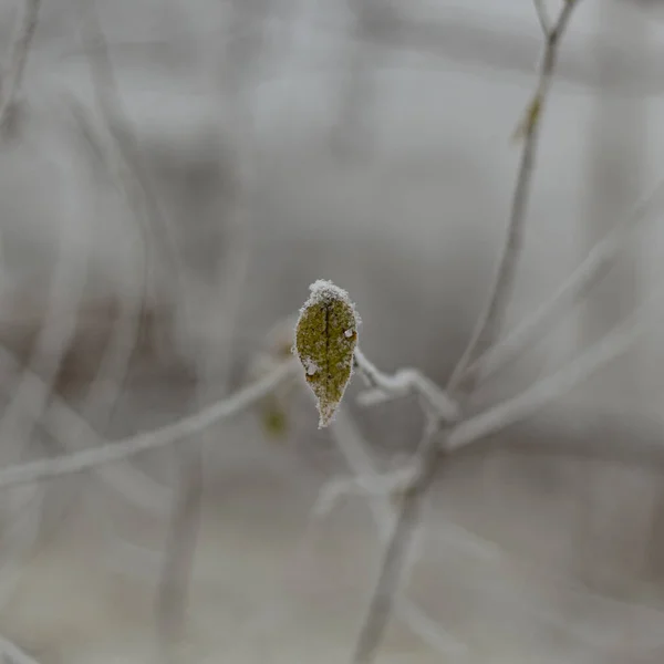 Листя Дерева Покриті Калюжами Листя Осінньої Ялинки Вкриті Снігом Сезонна — стокове фото