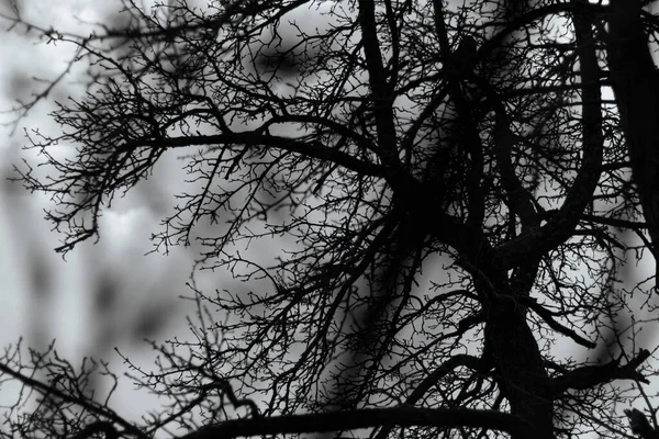 抽象的树枝 黑白摄影背景 天气的季节性变化 — 图库照片