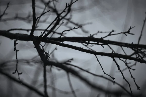 Branches Arbre Sur Fond Gris Changement Saisonnier Météo Arrière Plan — Photo