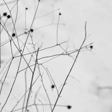 Beyaz arka planda dallar. Mevsimsel hava değişimi. 