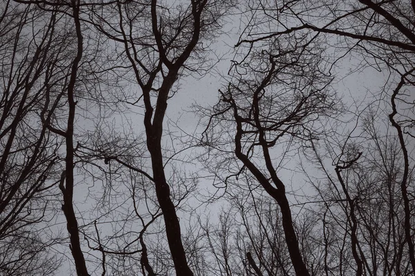 Die Äste Des Baumes Saisonaler Wetterwechsel — Stockfoto