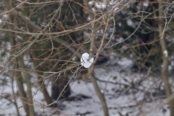 Větve Sněhu Sezónní Změna Počasí — Stock fotografie