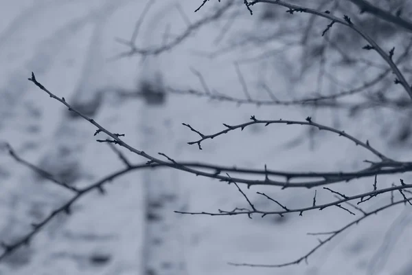 Die Äste Des Baumes Saisonaler Wetterwechsel — Stockfoto