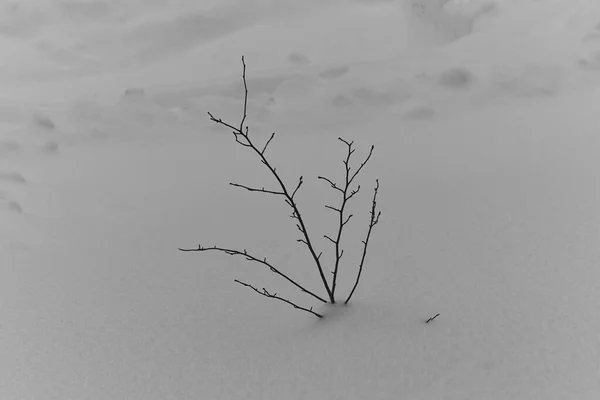 Een Kleine Boom Sneeuw — Stockfoto