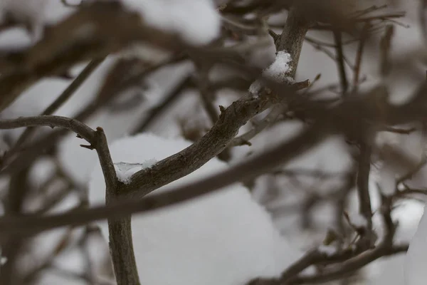 Ramas Nieve Cambio Estacional Clima —  Fotos de Stock