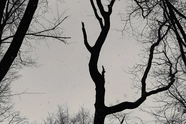 灰色の背景に木の枝 季節的な天候の変化 白黒写真 — ストック写真