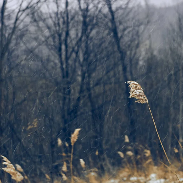 Sedges Branches Covered Snow — Zdjęcie stockowe