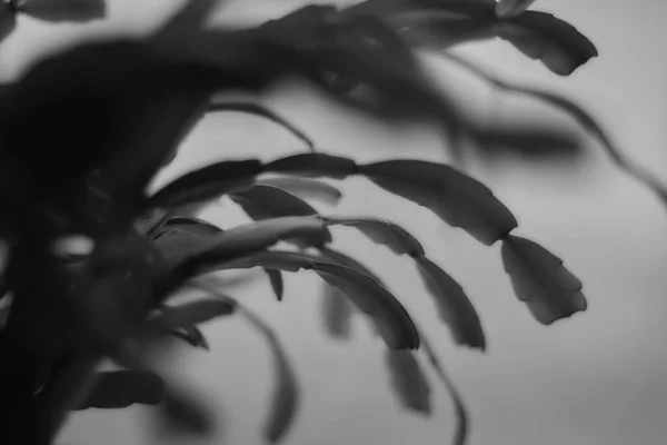 Schwarz Weiß Foto Einer Pflanze — Stockfoto