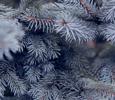 Çam mavisi renkte. Seçici odak.