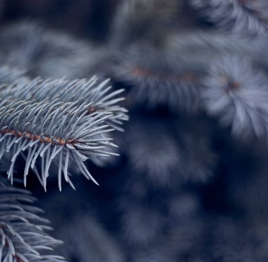 Mavili Noel ağacı. Çam.