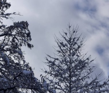 Kardaki ağaç dallarının manzarası.