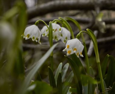 Kar tanesi çiçeği. Çiçekli kar damlaları Leucojum vernum.