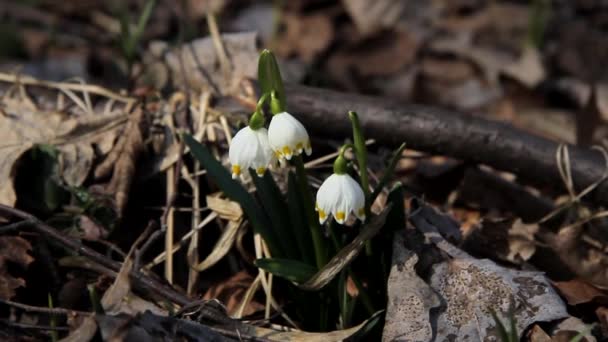 Flores Nieve Primavera Floración Variedad Gotas Nieve Leucojum Vernuum — Vídeos de Stock