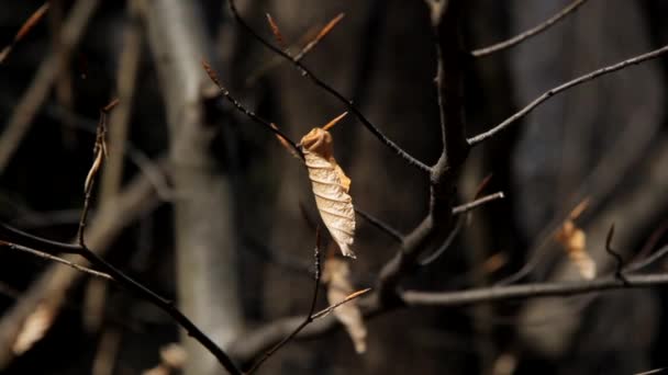秋叶挂在树枝上 — 图库视频影像