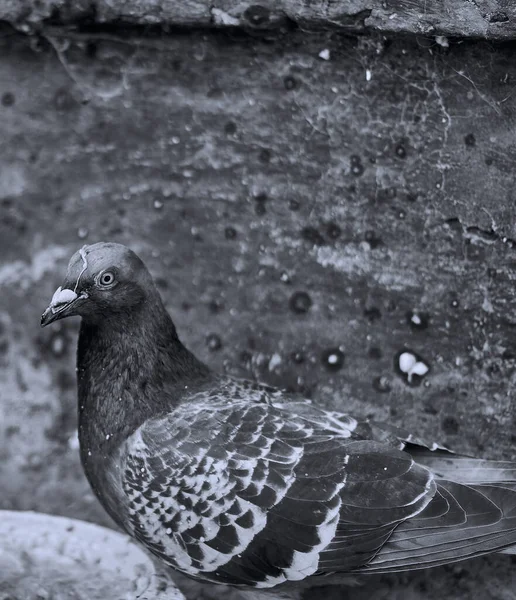 Photographie Noir Blanc Pigeon — Photo