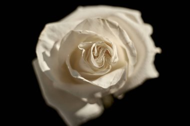 Beyaz gül yaklaş..