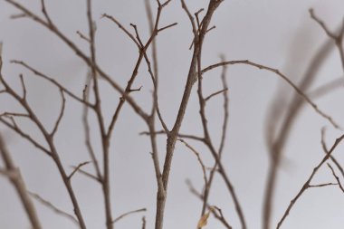 Seçici odaklanma. Beyaz arkaplanda kahverengi dallar.