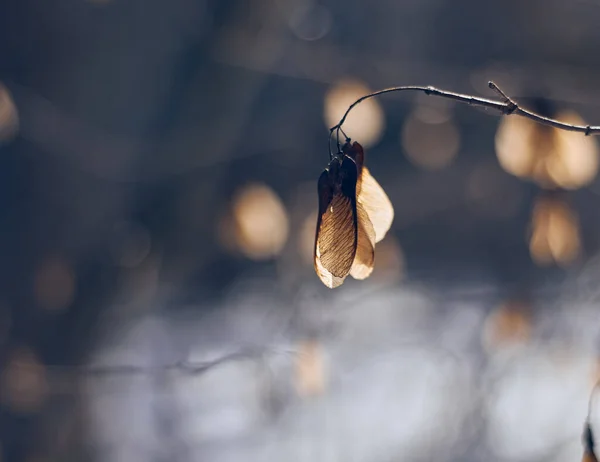 Сосновые Чешуи Красивый Природный Фон — стоковое фото