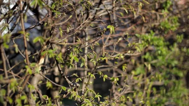 一个灌木的静态视频 春花盛开 — 图库视频影像