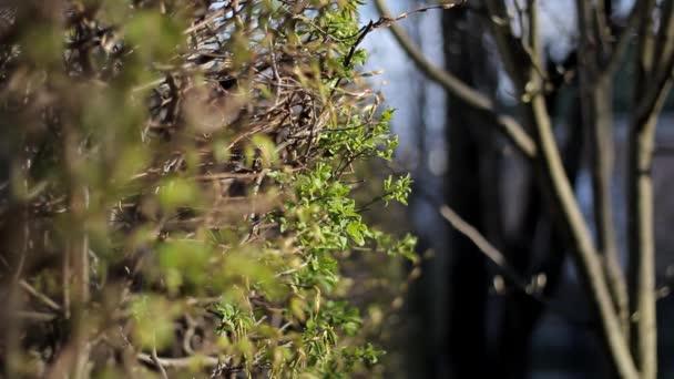 Statisk Video Buske Vårblomning — Stockvideo