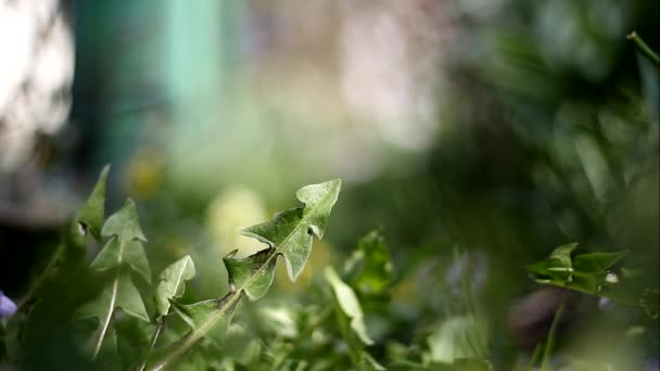 Gele Bloem Close Met Groene Bladeren — Stockvideo