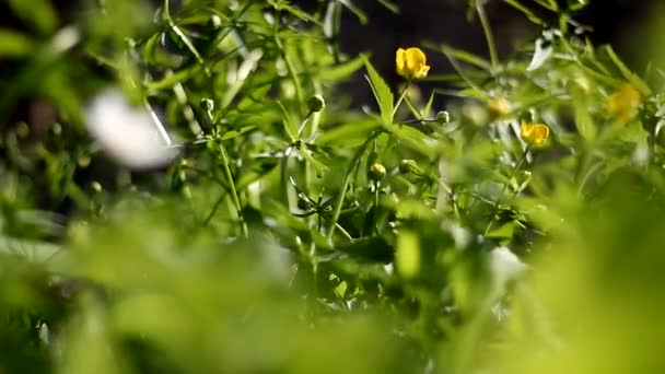 黄色的花在摇曳着的青草上绽放 美丽的自然景观 — 图库视频影像
