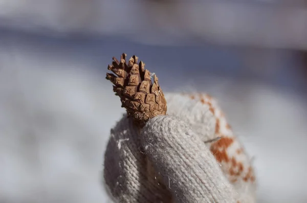 Kışın Bir Kozalağı Tutan Beyaz Eldivenli Elleri Yakın Çekim Kış — Stok fotoğraf