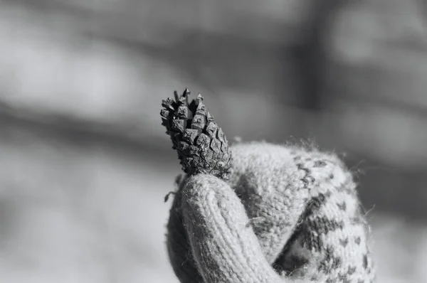 Kışın Bir Kozalağı Tutan Beyaz Eldivenli Elleri Yakın Çekim Kış — Stok fotoğraf