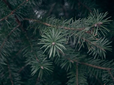 Noel ağacı dalları kapanır.