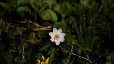 Beyaz çiçek ve sallanan çimenler. Güzel doğal manzara.