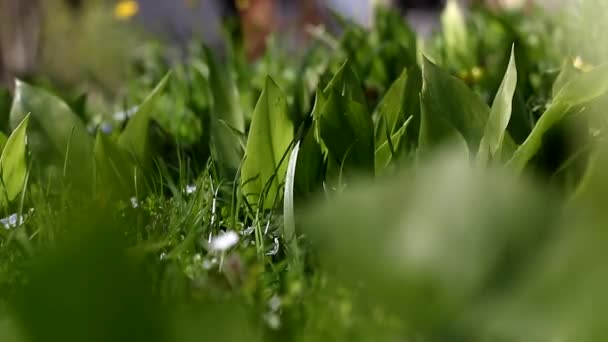 Grüne Vegetation Gras Schöne Naturlandschaft — Stockvideo