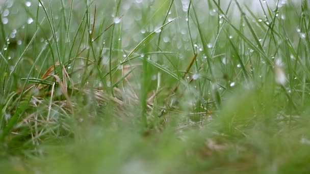 Grünes Gras Mit Tautropfen Tautropfen Auf Grünem Gras — Stockvideo