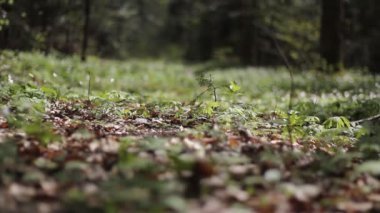 Orman bitkileri sallanıyor.