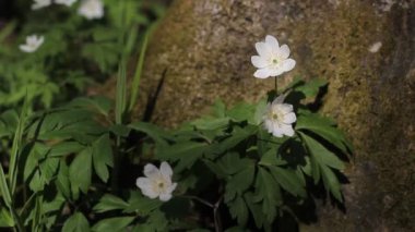 Beyaz çiçek ve sallanan çimenler. Güzel doğal manzara.