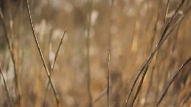 Kahverengi dal rüzgarda sallanıyor.